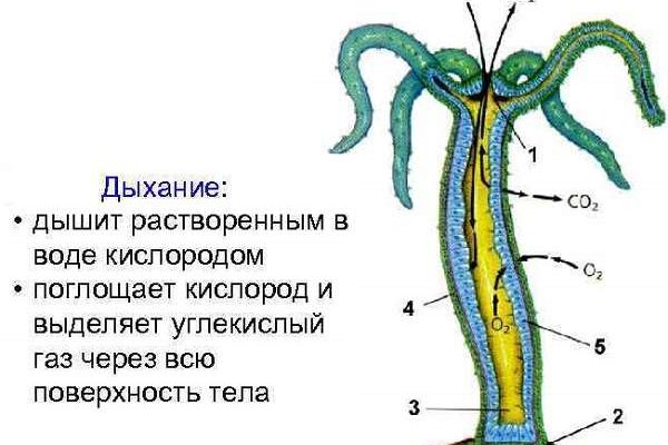 Кракен сайт kraken dark link