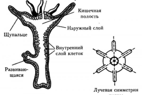 Как зайти на кракен через тор браузер